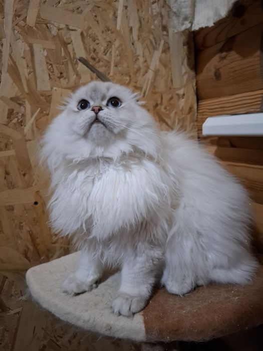 Шотландський котик