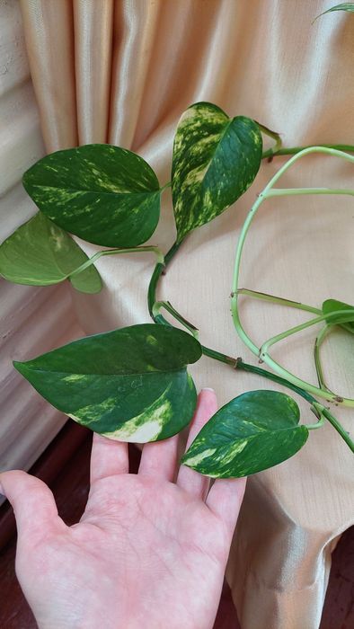 Плющ сциндапсус, епiпремнум Marble queen gold