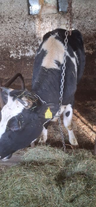 Jałówki wysokocielne