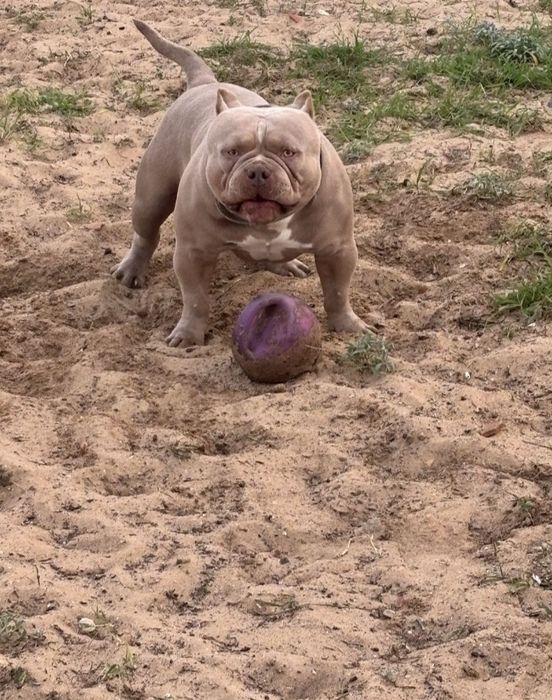 American Bully disponível Montas