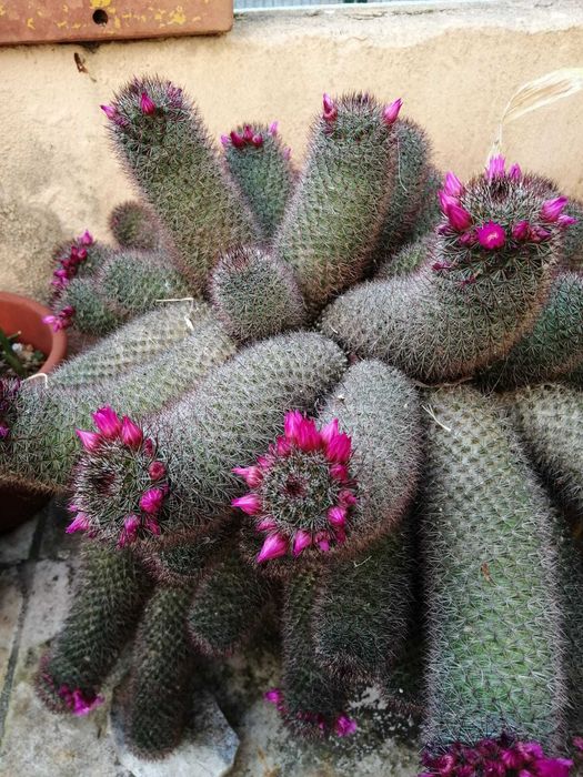 Cato Cereus Mandacaru e OUTROS