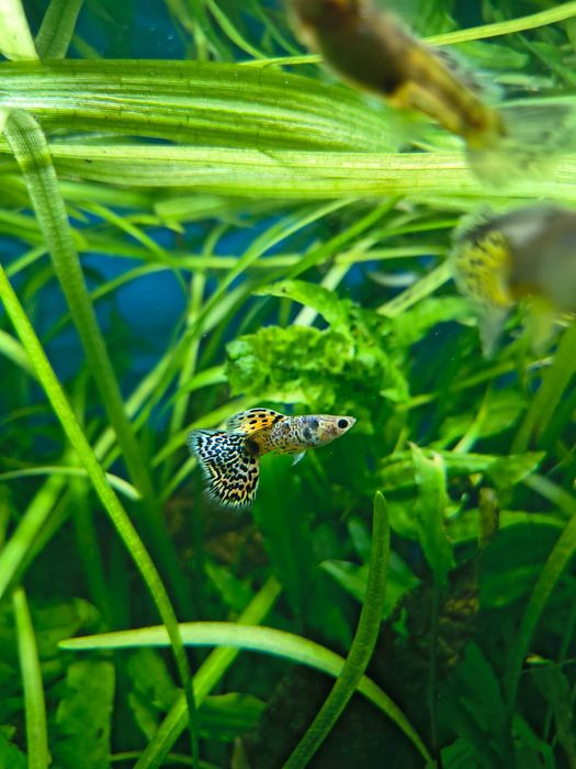 Gupik Yelow Tiger King Cobra