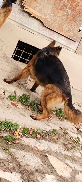 Owczarki niemieckie długowłose