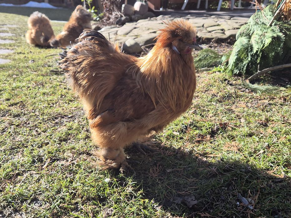 Sprzedam koguty silki