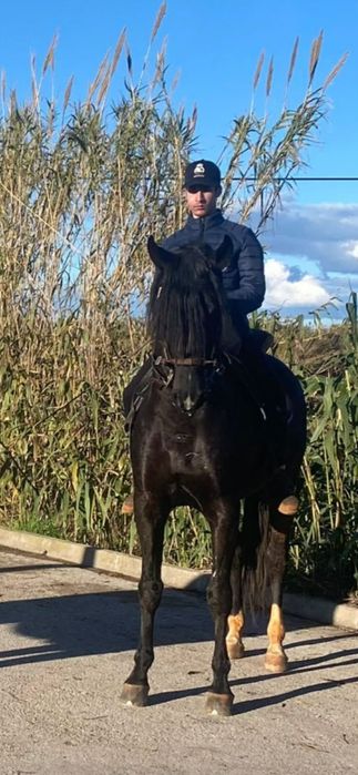 Cavalo negro cruzado de lusitano