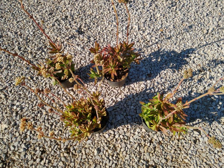 Planta Crassula nudicaulis