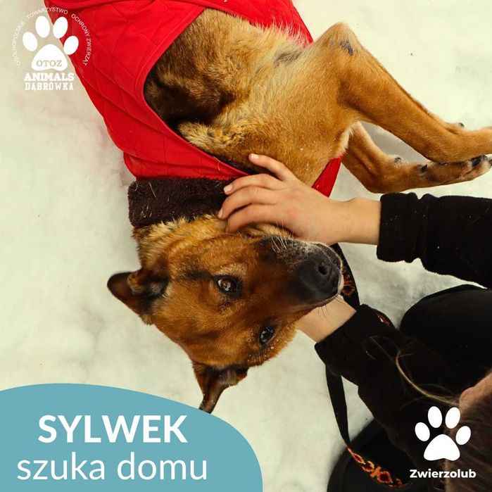 Sylwek szuka kochającego domu!