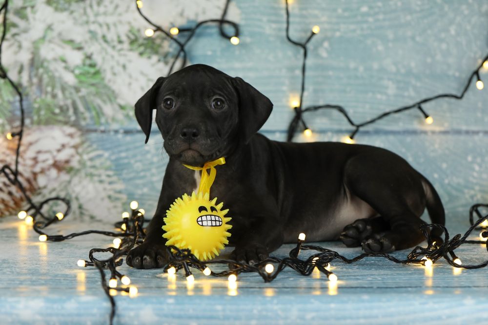 Чорний діамант. Американський пітбуль