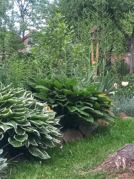 Садові Хости (Hosta)