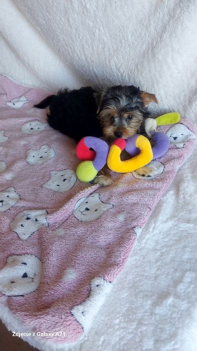 Yorkshire Terrier Biewer minimini Carrier GOTOWY DO ODBIORU!