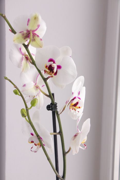 Орхідея фаленопсис висота 80 см