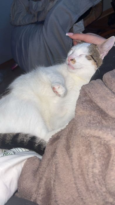 Biały kotek do adopcji