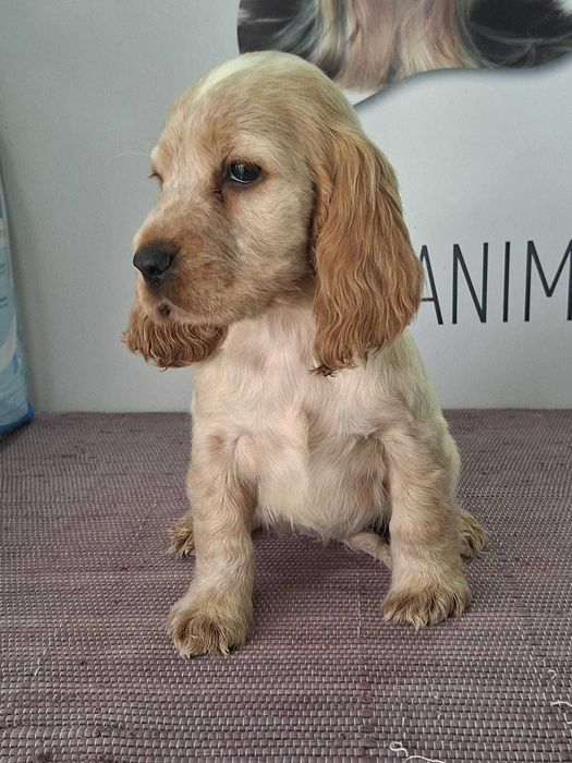 Cachorra Cocker Spaniel Inglês TOP