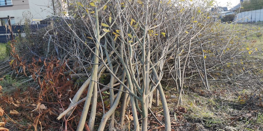 Za darmo, drewno, opał, gałęziówka.