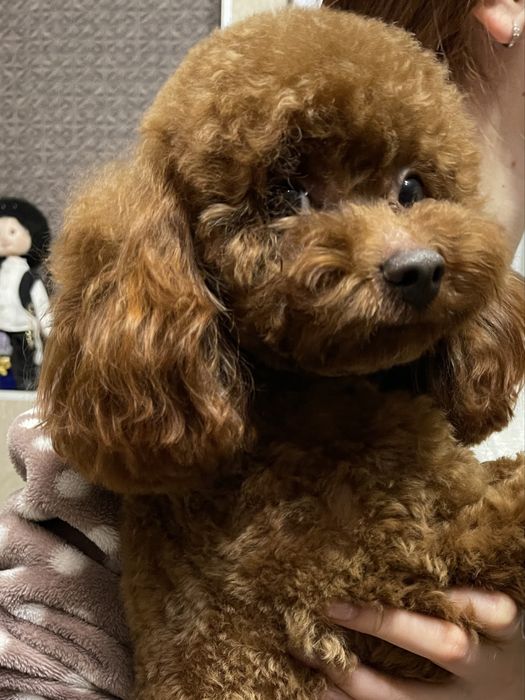 Пропонується вязка Той пуделя