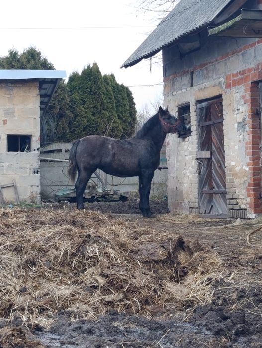 Źrebica zimnokrwista