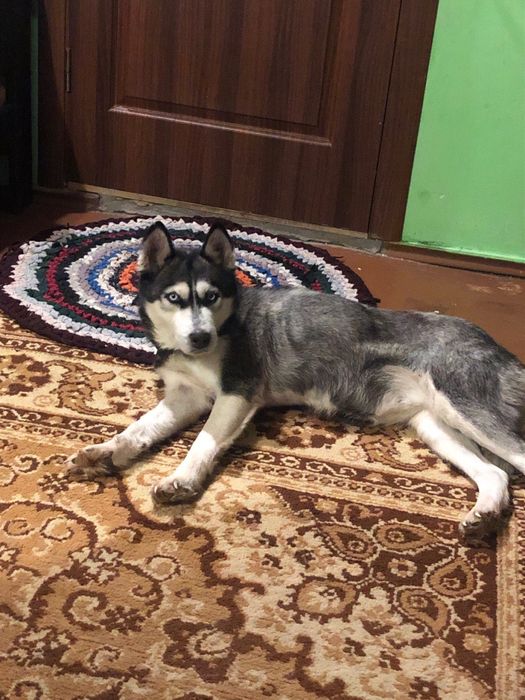 Продам хаскі