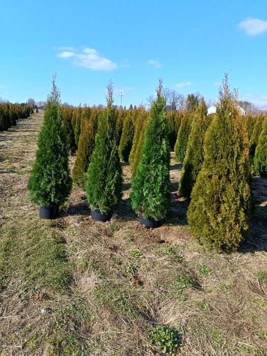 OKAZJA!!! Tuja Szmaragd