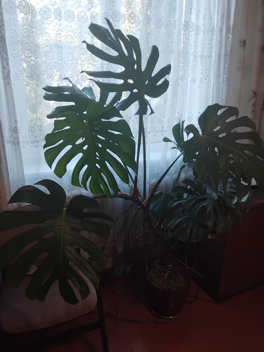 Квіти монстера кімнатна