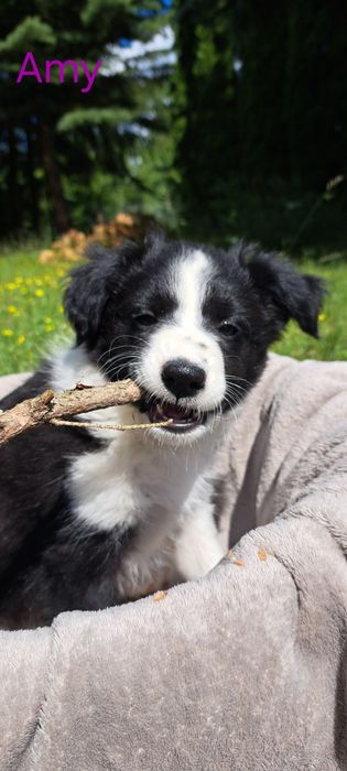 Border Collie szczeniak