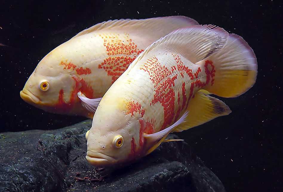 Южноамериканские цихлазомы