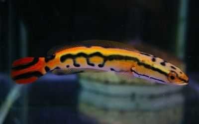 Channa EMAS - rarytas. Dowozimy, wysyłamy