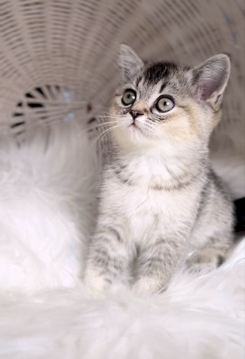 Милий шотландський котик