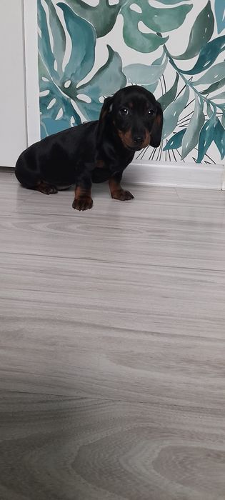 Szczeniak Jamnik Miniaturowy Czarna