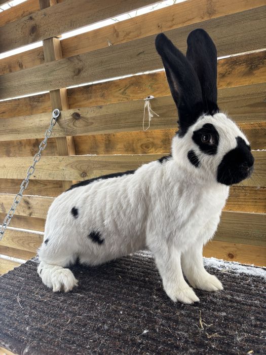 Królik olbrzym srokacz czarny samica