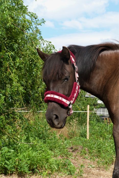 Klacz rasy huculskiej