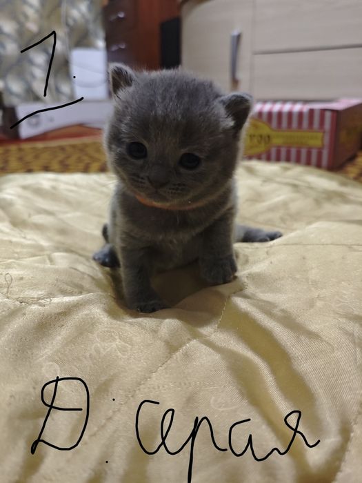 Британские и Шотландские котята