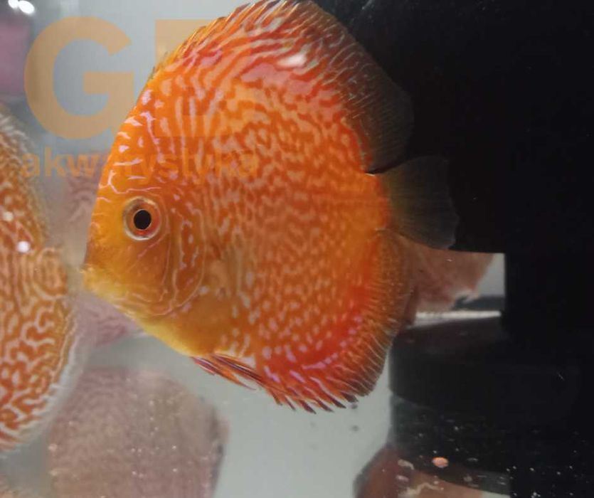 GB DYSKOWCE Paletka Checkeboard | Rozmiar "L" 7-8cm