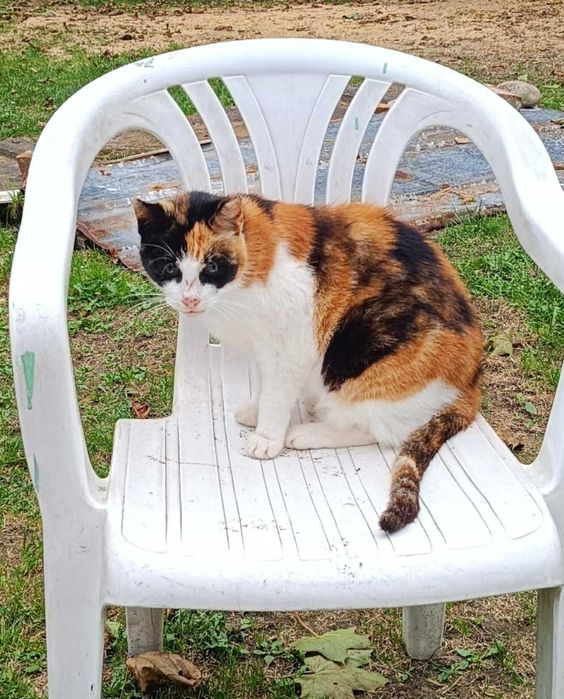 Turbo-słodziak kotka BOŻENKA szuka domu :)