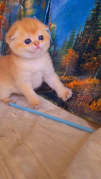 Ручные котята. Малыши золотая шиншилла.