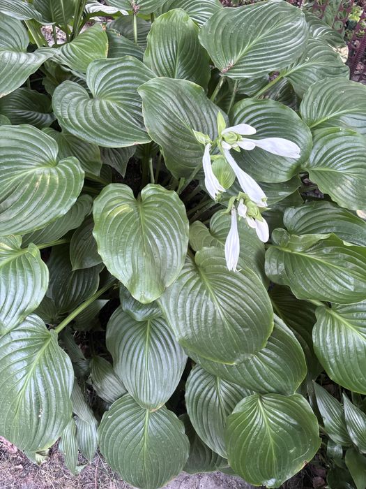 Хоста подорожникова. Квіти