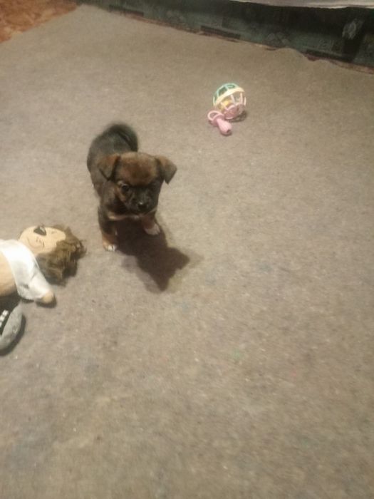 Чудова міні дівчинка