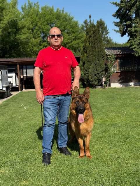 Cachorro Pastor Alemão