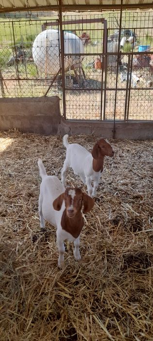 Vendo casal cabras boer