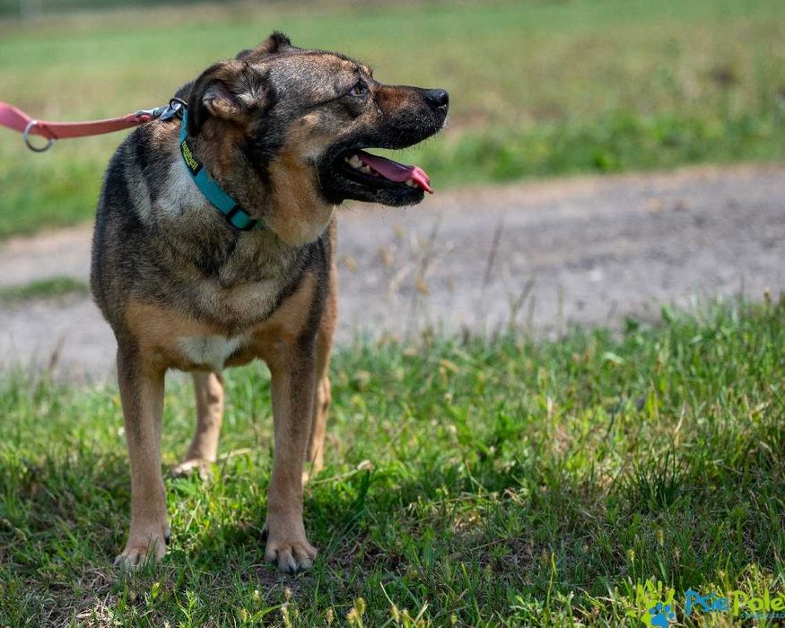 Kontaktowy psiak GENIUSZ czeka na adopcję