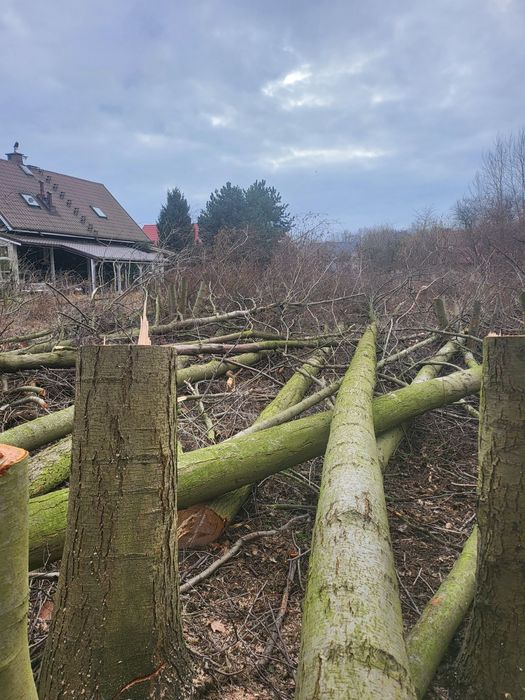 Wycinka drzew, pielęgnacja drzew, korekta drzew
