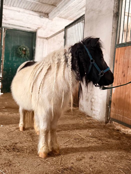 Продам пони, кобылка