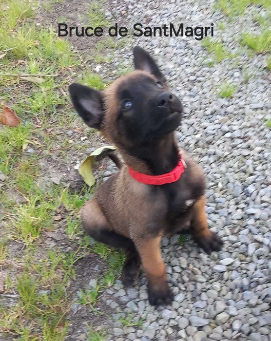 Pastor Belga Malinois pedigree LOP e Afixo
