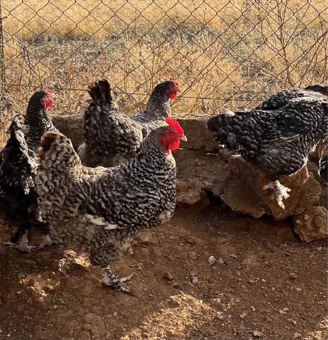 Ovos Galinhas Maline