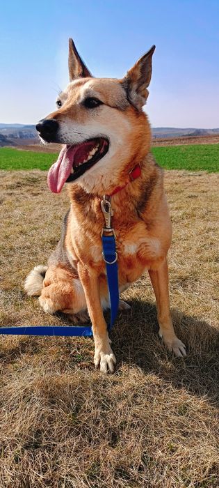 Łagodna suczka szuka domu