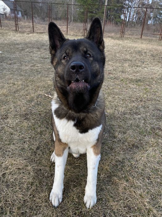 Вʼязка  американська акіта