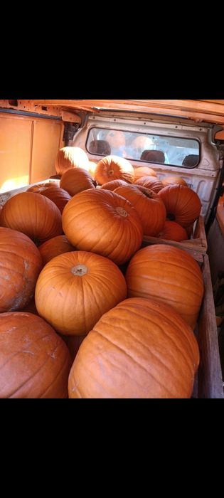Dynia premium halloween ozdobna 5-10kg