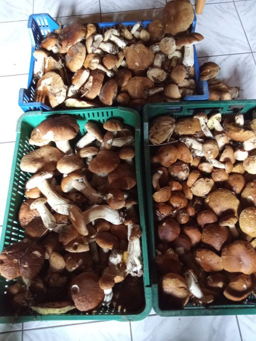 Sprzedam borowiki suszone