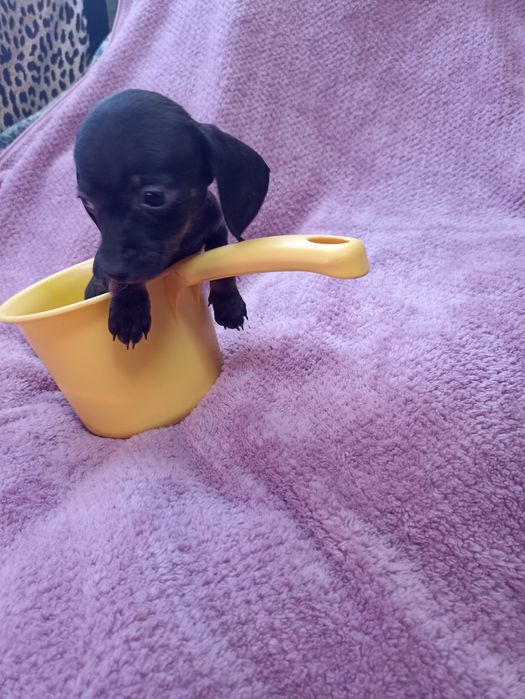 Супер міні таксочки