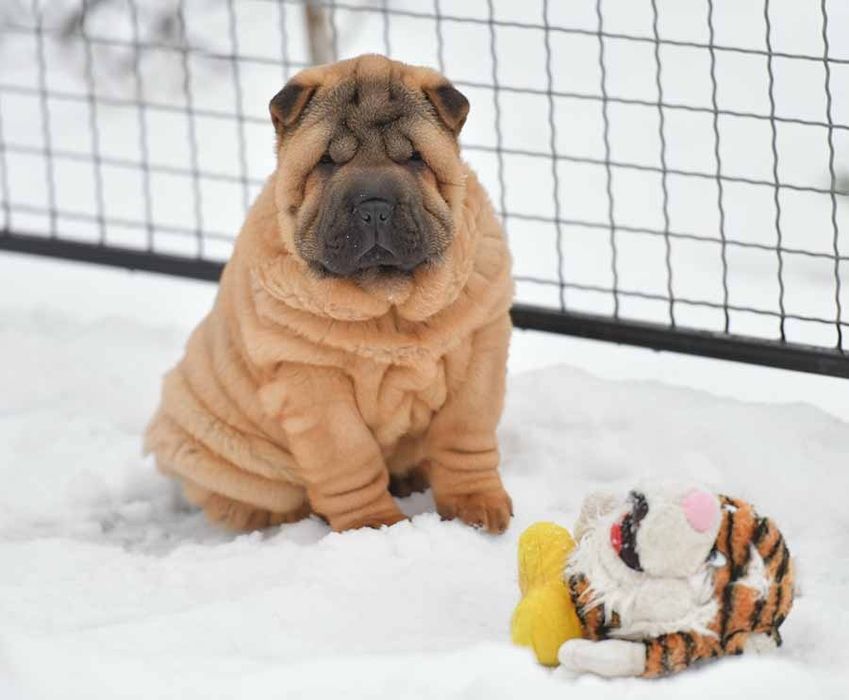 Шарпей, девочка привита