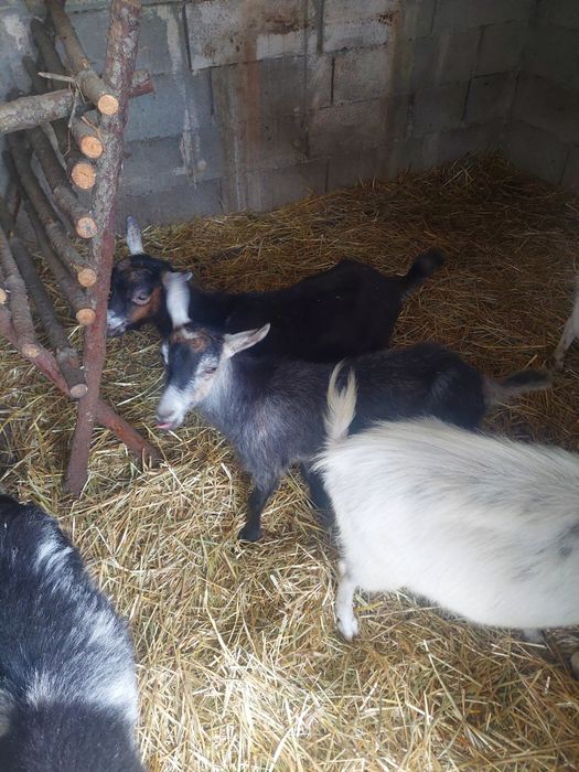 Cabras anas mansas